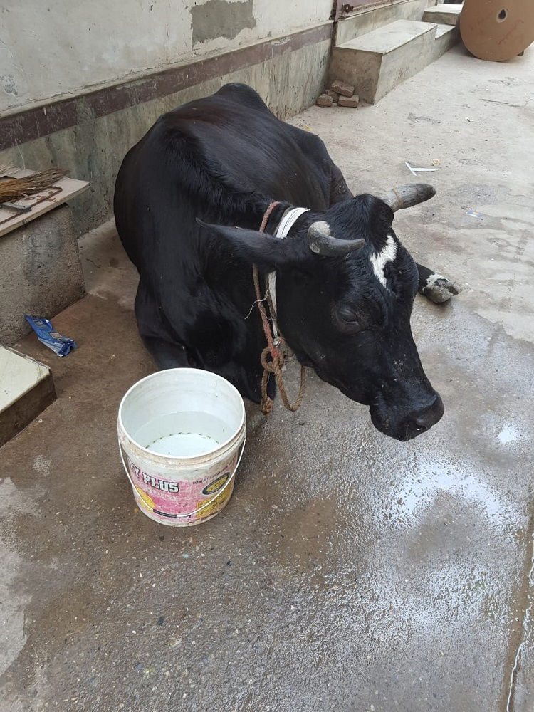 Gauri- Rescue Cow