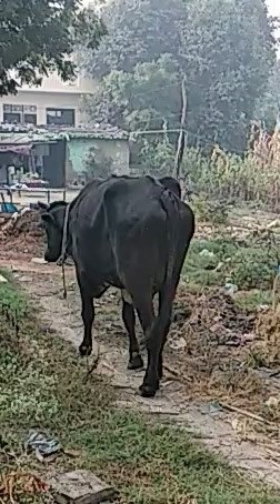 Gauri- Rescue Cow